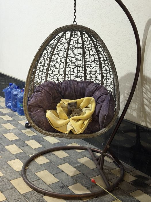 Mushuklar sotiladi parodali