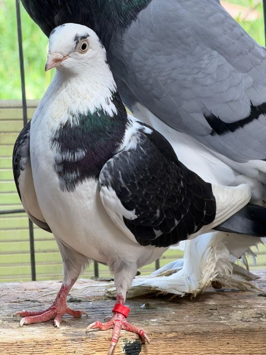 Porumbei gălățeni de vanzare
