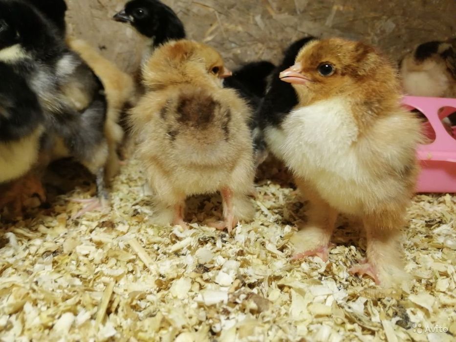 Жужалар  цыплёнок jojalar sotiladi