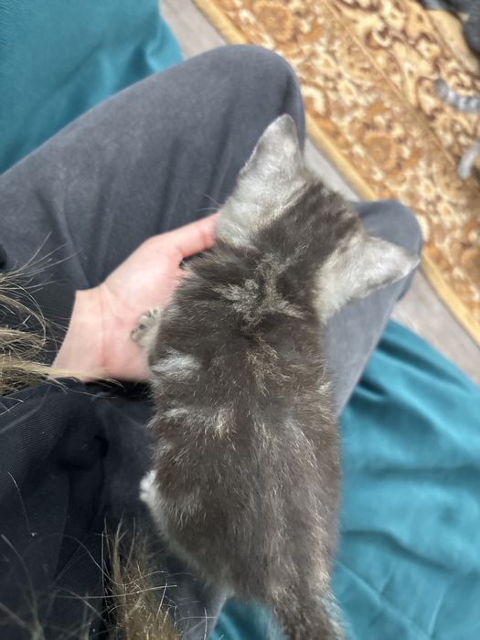 Продам котенка британский