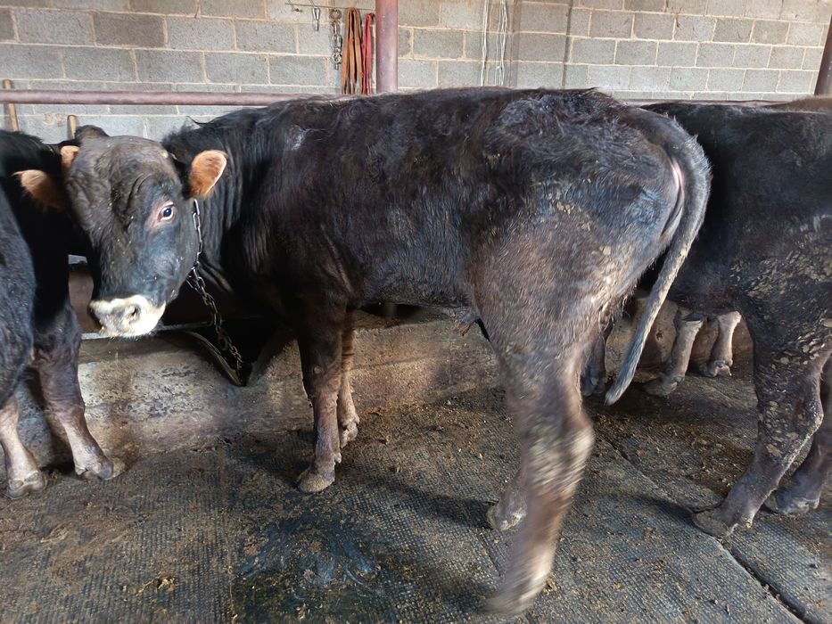 Продам породистых Быков!