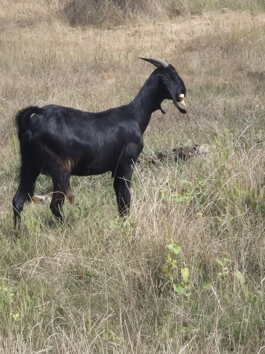 Vând capre anglo nubiane