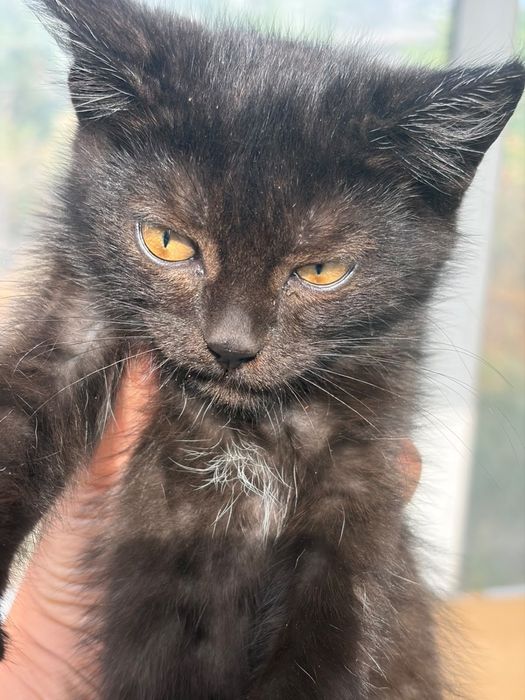 Котята в доьрые руки г.Сарань