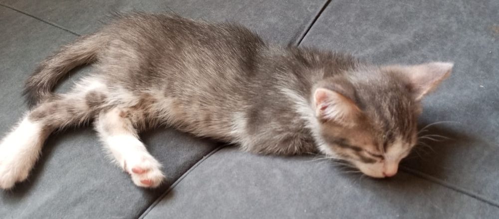 Отдам котят в хорошие руки