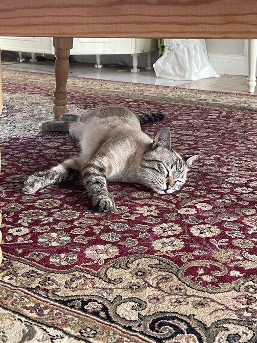 Кот бесплатно отдам в добрые руки