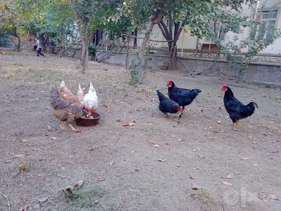 Tovuqlar sotiladi