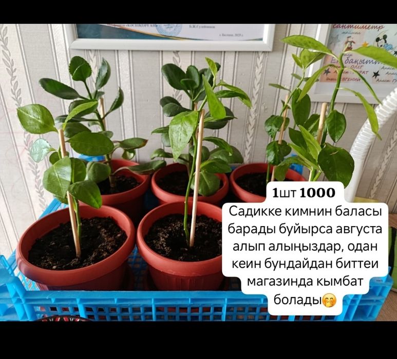 Комнатные растения 1000