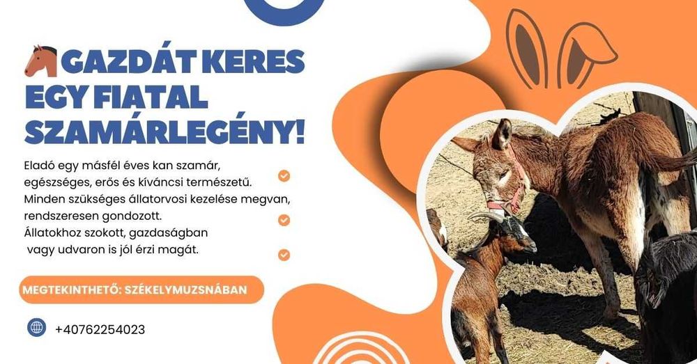 magarus de vanzare