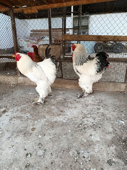 Продам петухов брамы