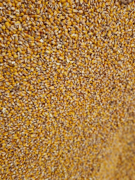 Porumb boabe umiditate 13%producție  2025 ambalat la 40 kg