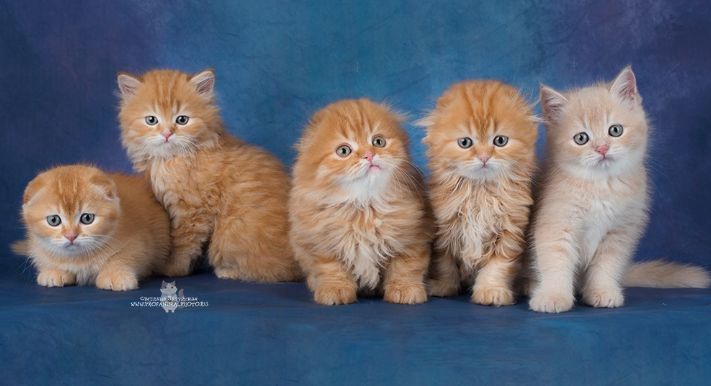 Lucy Wilde porno onlayn