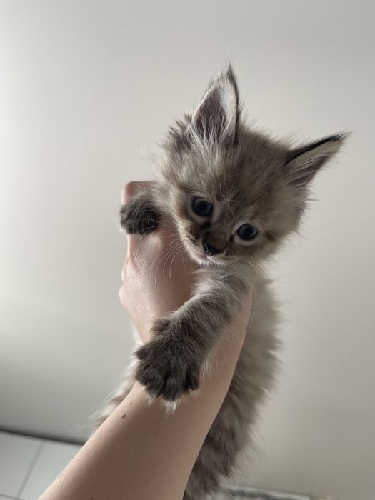Котята сиамские смешанные