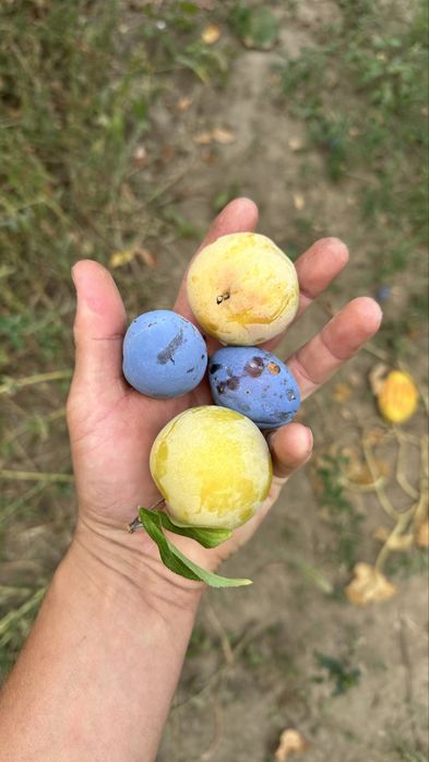 Prune pentru țuică si consum