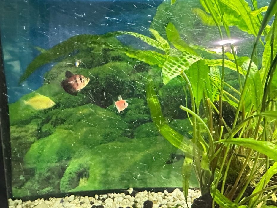 Продам аквариум с рыбками!!!