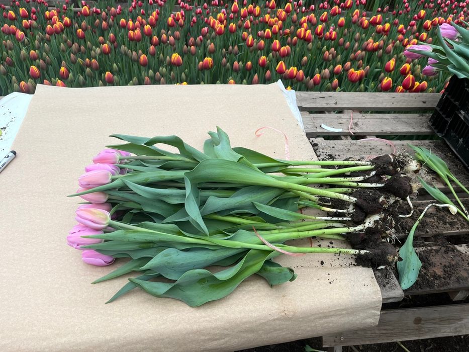 Тюльпаны цветы луковицы