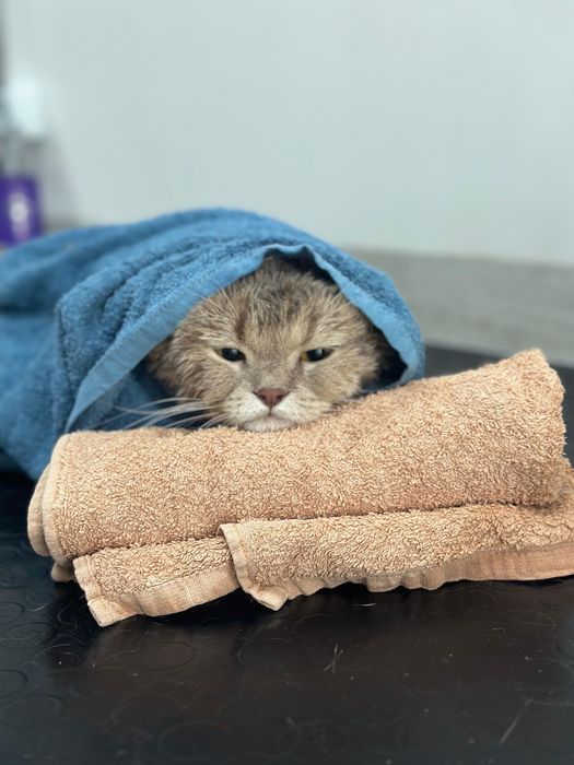 Кошка шотландская прямоухая