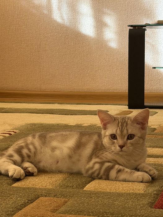 продаю котенка в хорошие руки