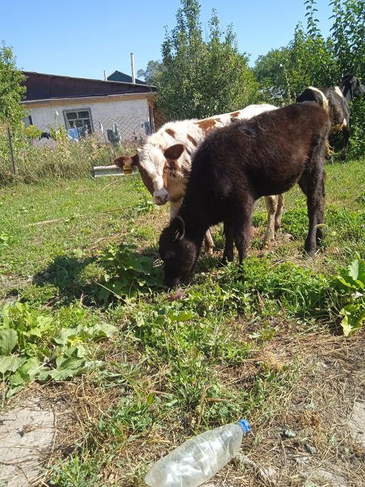 Продам телят срочно