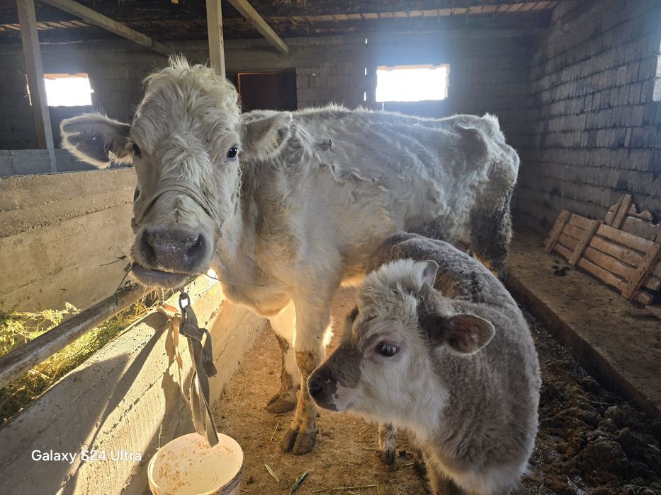 Аулекол сиыр бузауымен