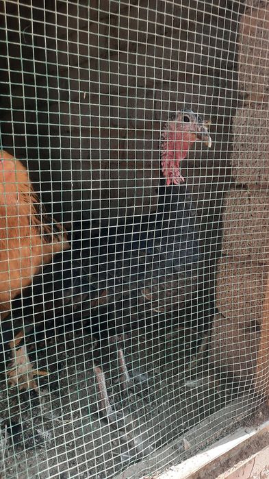 Биг курка оиласи сотилади