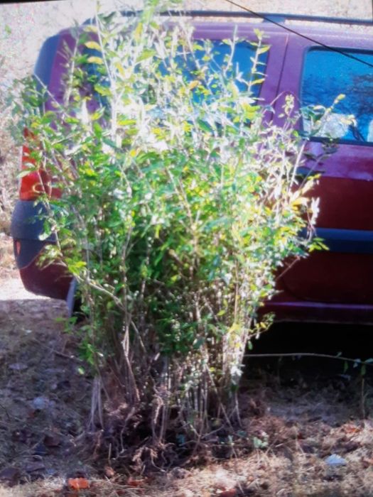 Lemn caineac gard viu