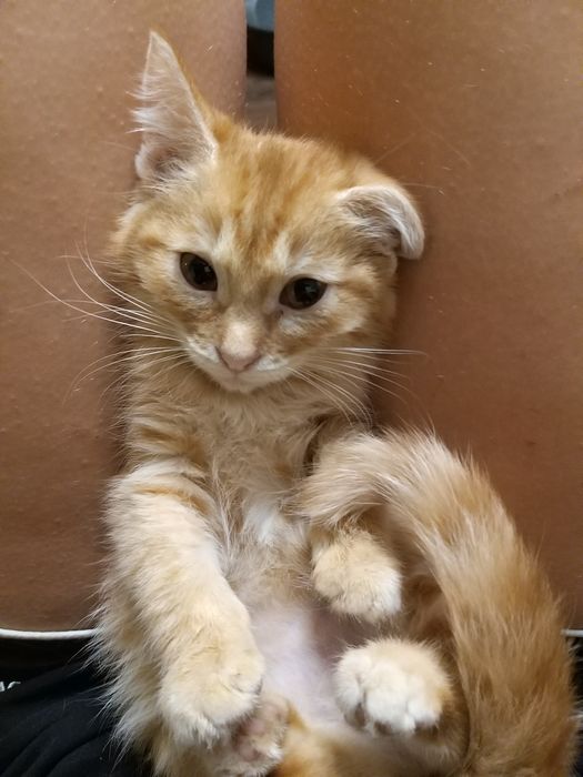 Котята в хорошие руки
