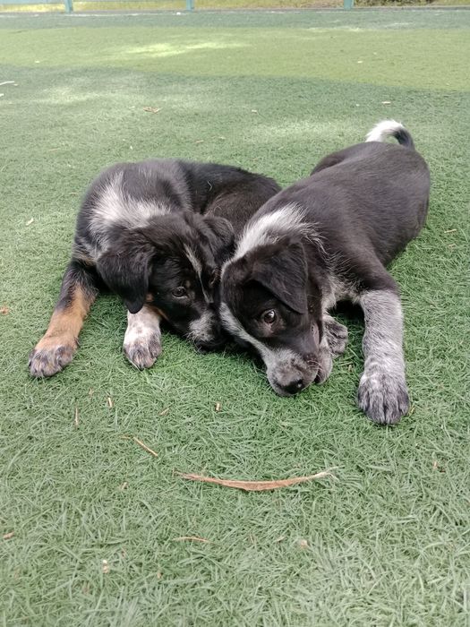 Собачки в поисках дома