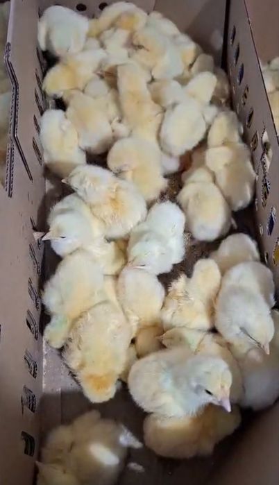 Pui de o zi + furaje | 500 bucăți disponibili | 4.5 lei/buc | AGROMAR Schitu-Duca