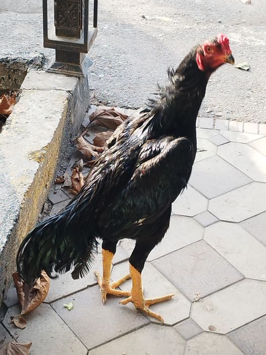 Жужа дакан хороз