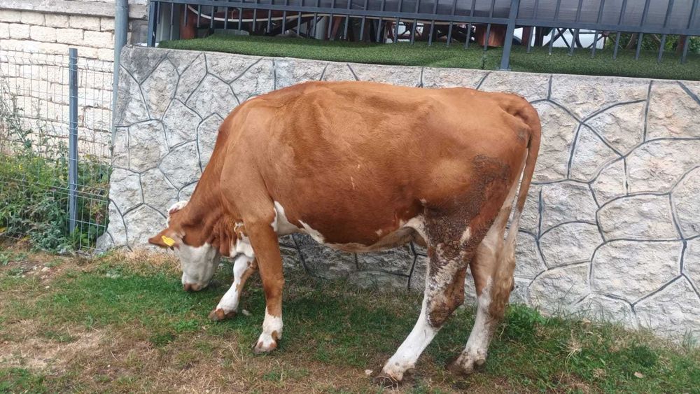 Baltata romaneasca