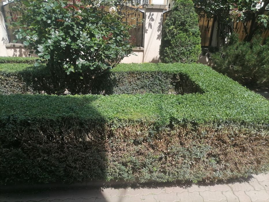Servicii profesionale de curățenie  Case, Apartamente, Birouri