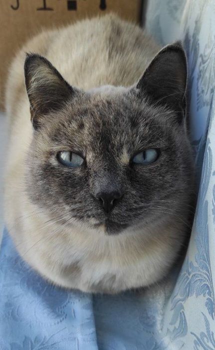 Кошечка в хорошие руки