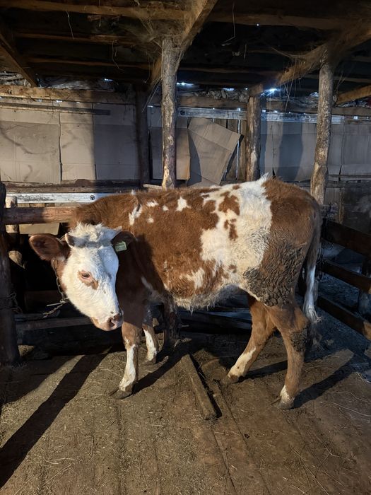 Продам телку годавалая