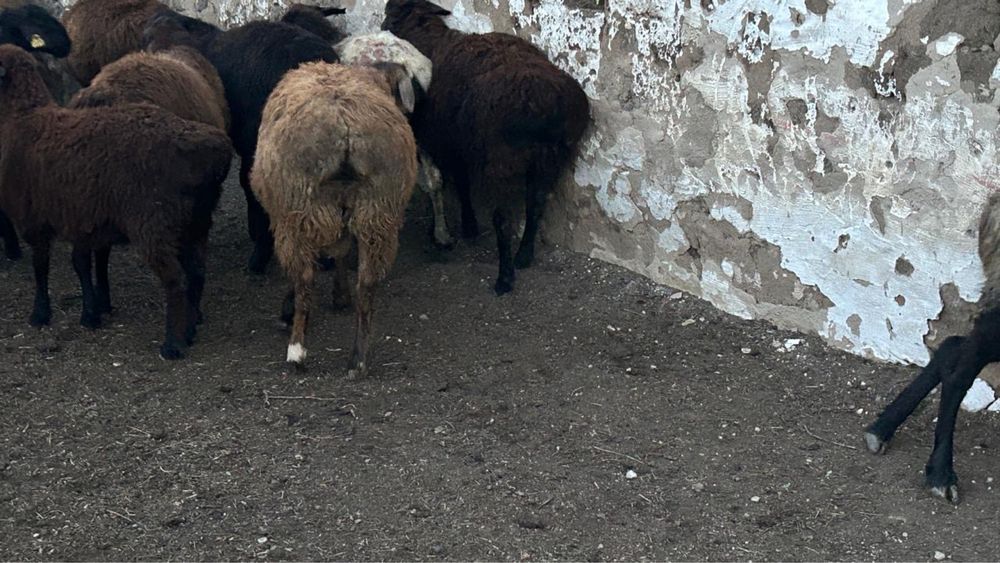 Продам бараны Едилбайской породы