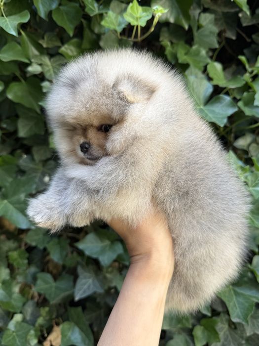 Pomeranian fetita crem cu pedigree FCI