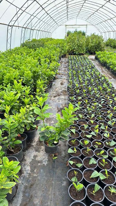 Футиния,туя и закуми. Японски клен,магнолии в три цвята.