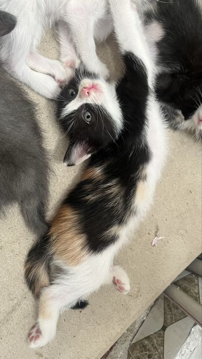 Маленькие котята