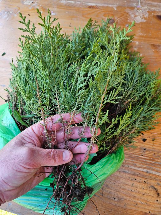 Tuia pachet 1000 buc.