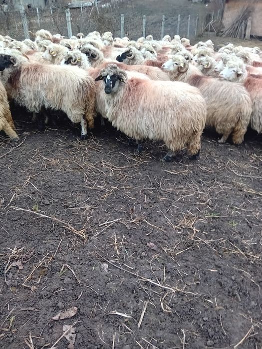 Oi de vânzare preț 700 lei bucata