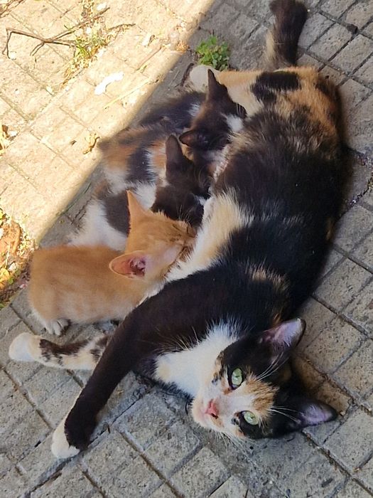 Малки котета за осиновяване