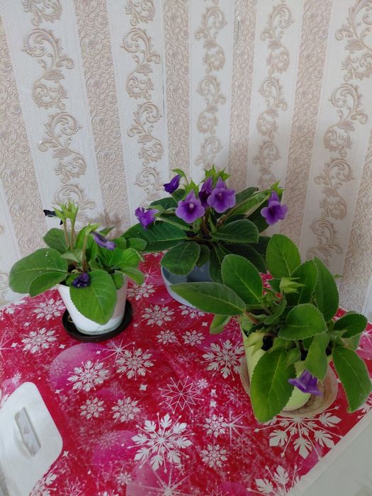 Цветок Глоксиния