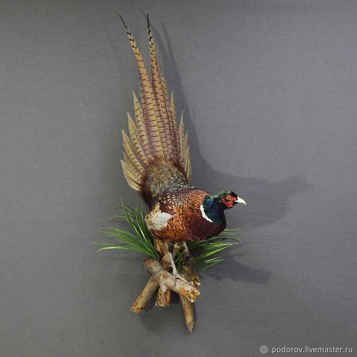 Изготовление чучело диких животных и птиц