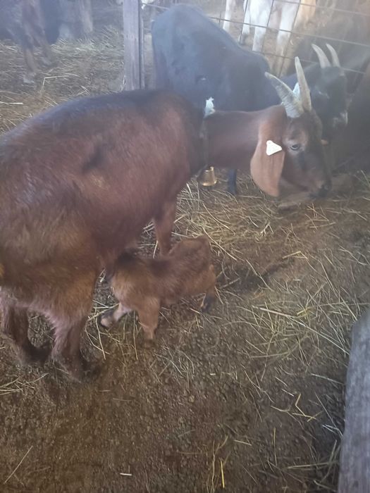 Capra fătată recent