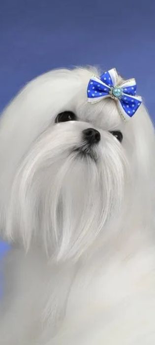 Вязка мальтийская болонка