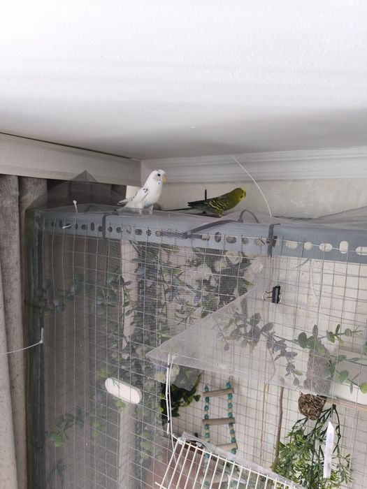 Клетка большая с попугаями