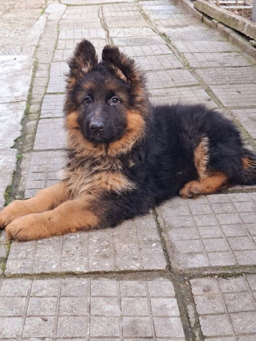 Немски овчарки с дълъг косъм