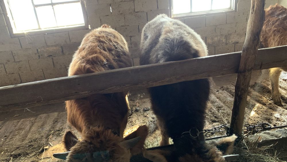 Бузау сатылады продам бычков