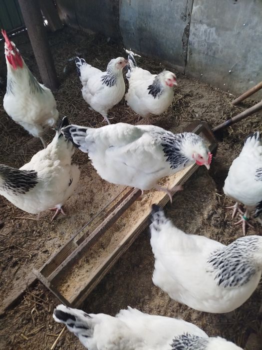 Ofertă!!!Ouă pentru incubat găini sussex