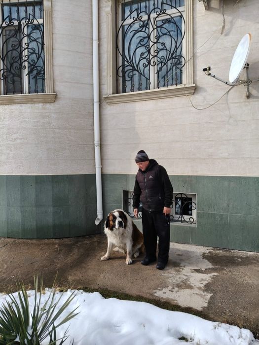 Продается московская старажевая