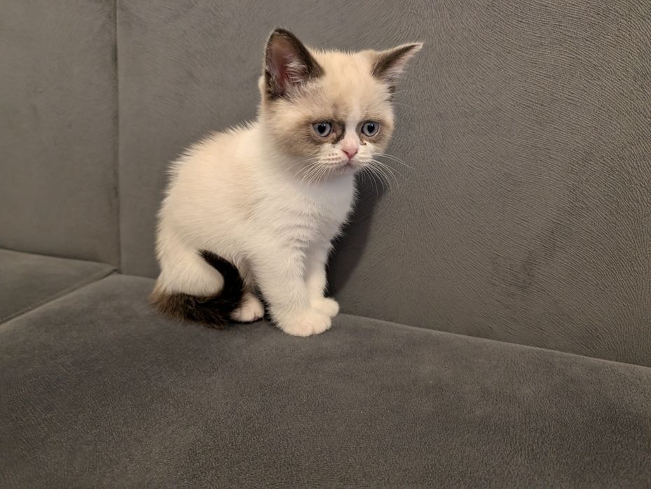 Motănel  British Shorthair Color Point